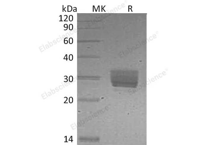 Recombinant Mouse CREG/CREG1 Protein (His Tag) - image 1