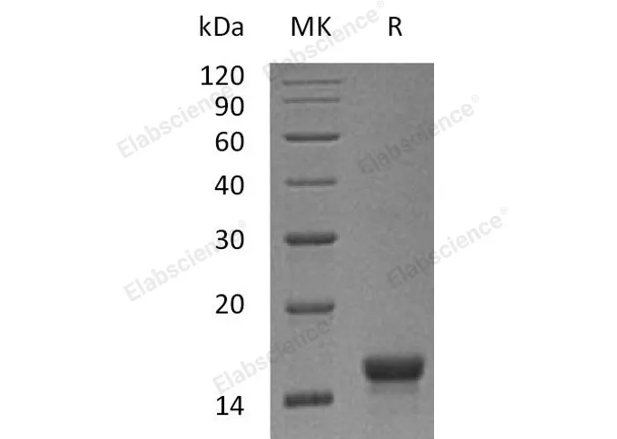 Recombinant Mouse SCF/c-Kit Ligand Protein - image 1
