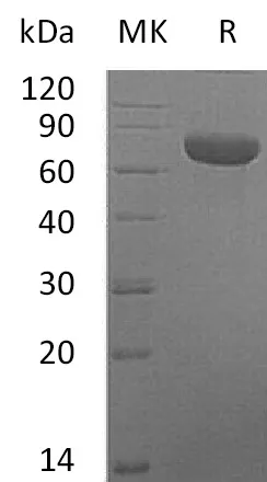 Recombinant Mouse TSLP Receptor/CRLF2 Protein (Fc Tag) - image 1