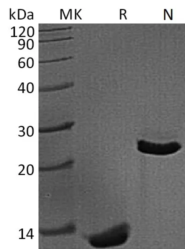 Recombinant Mouse TGFβ1/TGFB1 Protein - image 1