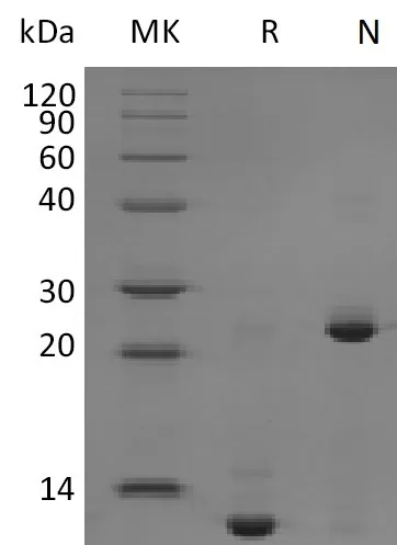 Recombinant Mouse TGFB2 Protein - image 1