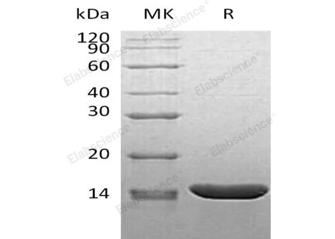 Recombinant Mouse TNF-alpha/TNFA Protein - image 1