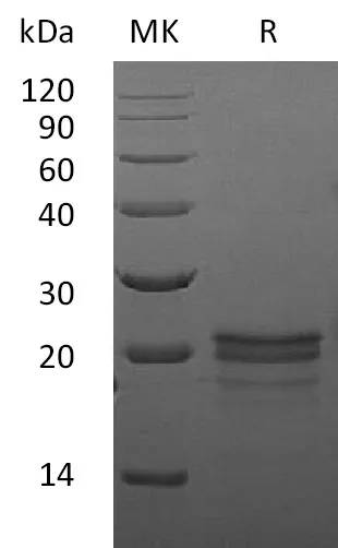 Recombinant Mouse VEGF-A/VEGF164 Protein - image 1