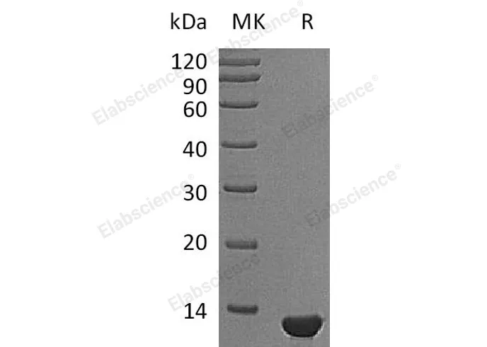 Recombinant Mouse β-NGF/NGFB Protein - image 1