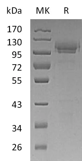 Recombinant Mouse SynCam/CADM1 Protein (Fc Tag) - image 1