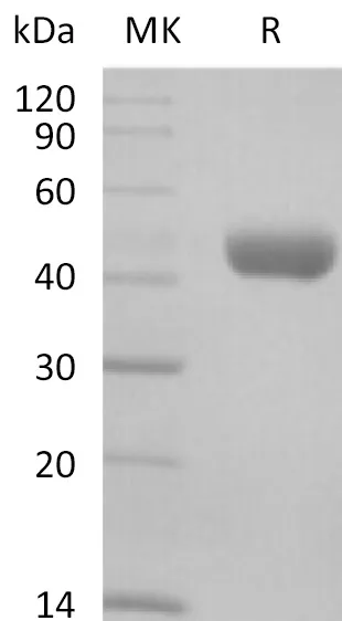 Recombinant Mouse CD112/Nectin-2 Protein (His Tag) - image 1