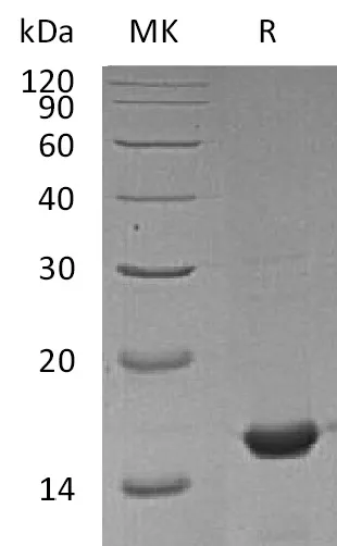 Recombinant Mouse Cyclophilin A Protein - image 1