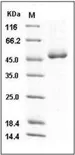 Recombinant Mouse Cathepsin D/CTSD Protein (His Tag) - image 1