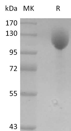 Recombinant Mouse P-selectin/CD62P Protein (Fc Tag) - image 1