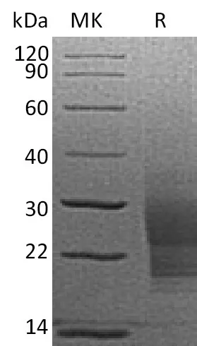 Recombinant Mouse SCF/c-Kit Ligand Protein (His Tag) - image 1
