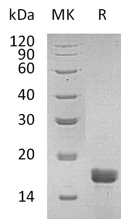Recombinant Mouse Interleukin-2/IL-2 Protein - image 1