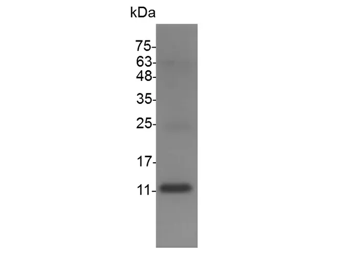 Recombinant Mouse Interleukin-13/IL-13 Protein - image 1