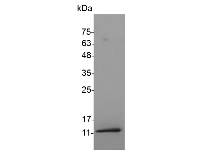 Recombinant Mouse IGF1(Long-R3-IGF1) Protein (His Tag) - image 1