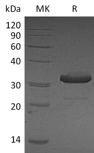 Recombinant Mouse IgG3-Fc Protein - image 1