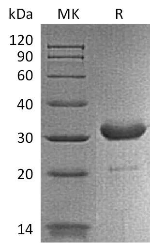 Recombinant Mouse IgG2b-Fc Protein - image 1