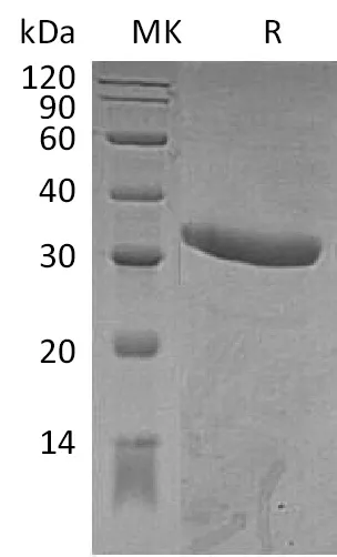 Recombinant Mouse IgG2a-Fc Protein (aa 99-330) - image 1