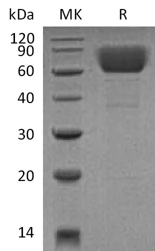 Recombinant Mouse CD39/ENTPD1 Protein (His Tag) - image 1