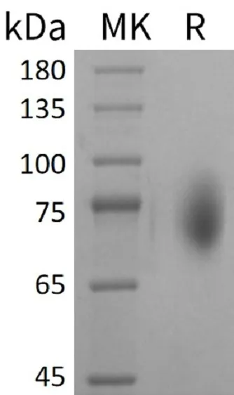 Recombinant Mouse CD86/B7-2 Protein (Fc Tag) - image 1