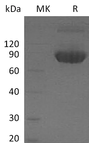 Recombinant Mouse CD80/B7-1 Protein (Fc Tag) - image 1
