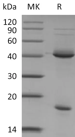 Recombinant Mouse IL-23 - image 1