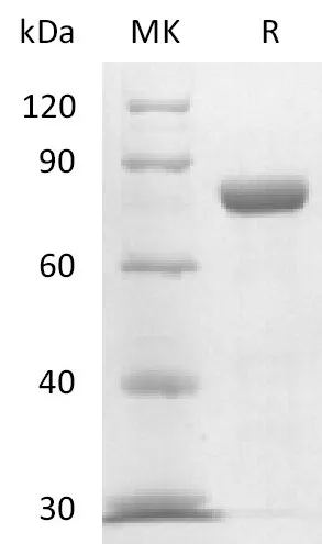 Recombinant Mouse Nectin-4 (C-Fc) - image 1