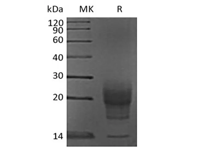 Recombinant Mouse Interleukin-5/IL-5 (C-6His) - image 1