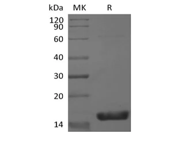 Recombinant Mouse Interleukin-36 gamma/IL-36 gamma/IL-1F9 - image 1