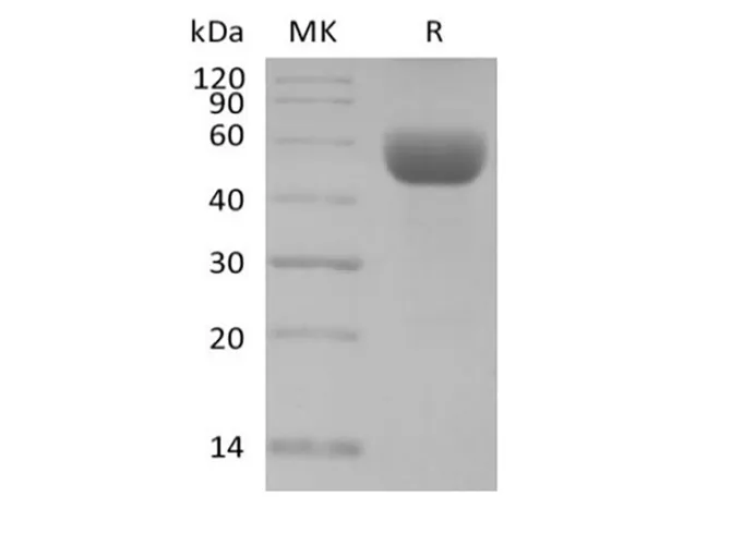 Recombinant Mouse CD79B/B29 (C-Fc) - image 1