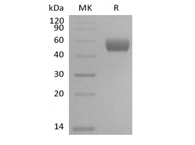 Recombinant Mouse NKG2-D type II Integral Membrane Protein/NKG2D/CD314 (N-Fc) - image 1
