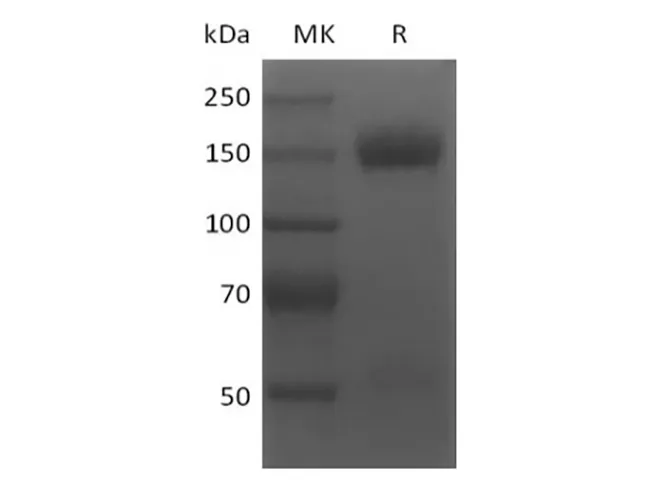 Recombinant Mouse VEGF Receptor 2/VEGF R2/FLK-1/KDR (C-Fc) - image 1