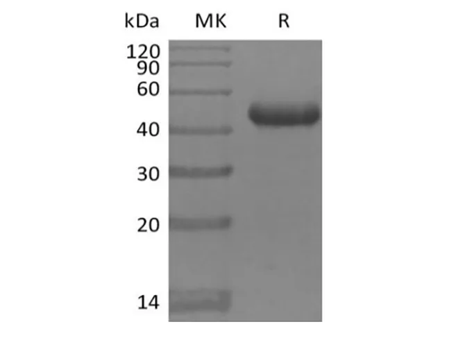 Recombinant Mouse BAFFR/TNFRSF13C (C-Fc) - image 1