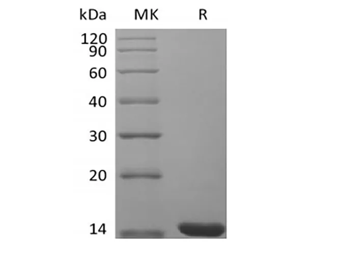 Recombinant Mouse Fibroblast Growth Factor 4/FGF-4 - image 1