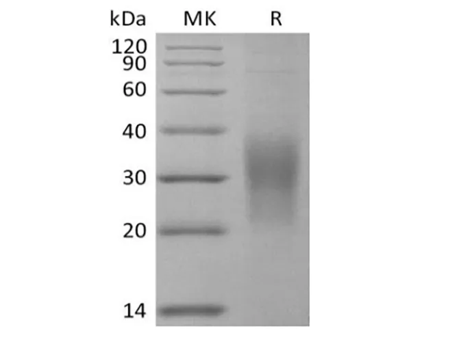 Recombinant Mouse SECTM1A (C-6His) - image 1