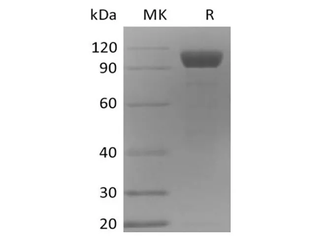 Recombinant Mouse Angiopoietin-2/ANG2 (C-Fc) - image 1