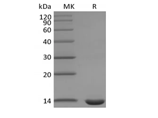 Recombinant Mouse Leptin - image 1