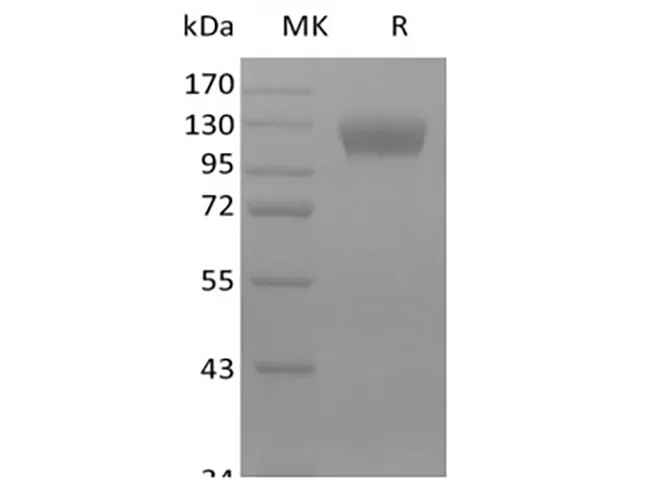 Recombinant Mouse Siglec-10 (C-Fc) - image 1