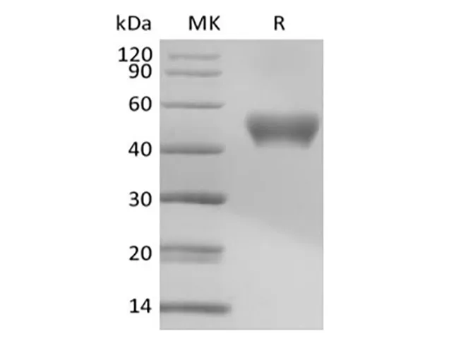 Recombinant Mouse Signal Transducer CD24/CD24 (C-Fc) - image 1