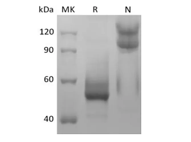 Recombinant Mouse TNFSF13B/BAFF/CD257 (N-mFc) - image 1