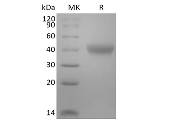 Recombinant Mouse TNF Receptor II/TNF RII/TNFRSF1B/CD120b (C-6His-Avi) Biotinylated - image 1