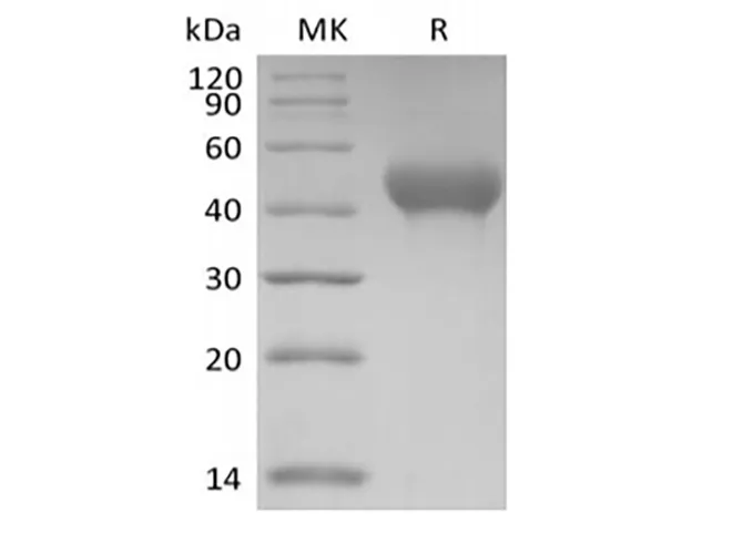Recombinant Mouse GP6/GPVI (C-6His) - image 1