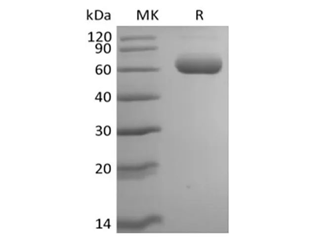 Recombinant Mouse Siglec-F (C-6His) - image 1