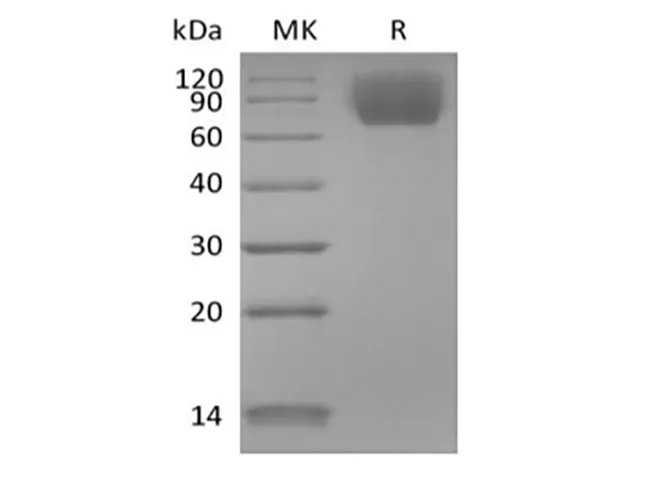 Recombinant Mouse TrkC/Ntrk3 (C-6His) - image 1