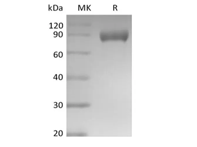 Recombinant Mouse Siglec-E (C-Fc) - image 1