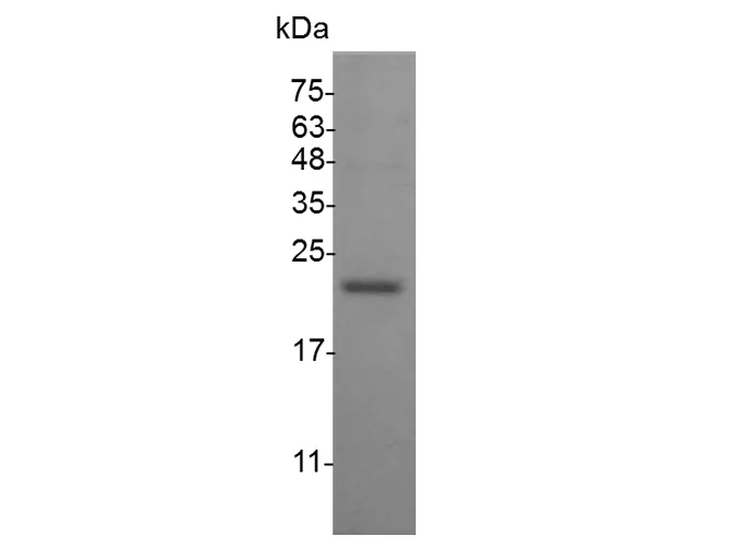 Recombinant Mouse IFN alpha 1a protein(His Tag) - image 1
