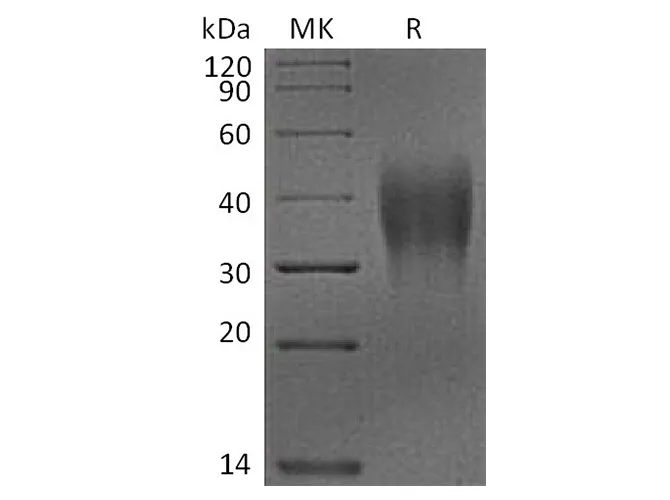 Recombinant Cynomolgus VSIR Protein (His Tag) - image 1