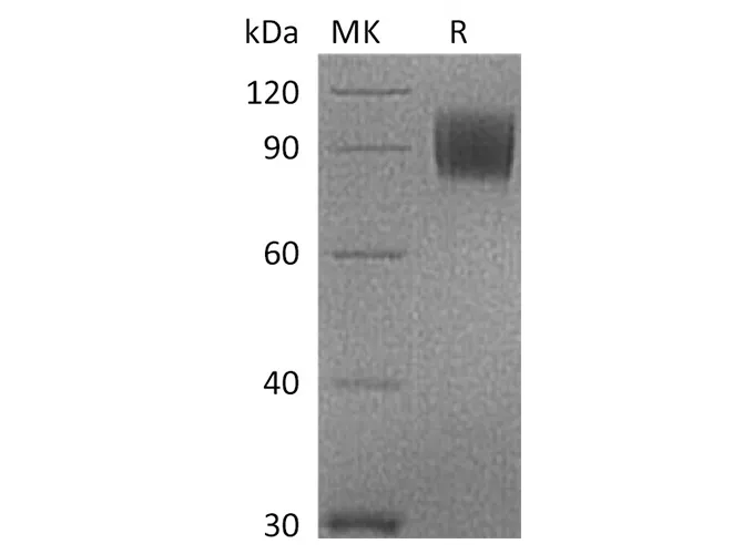 Recombinant Cynomolgus B7-2/CD86 Protein (Fc Tag) - image 1