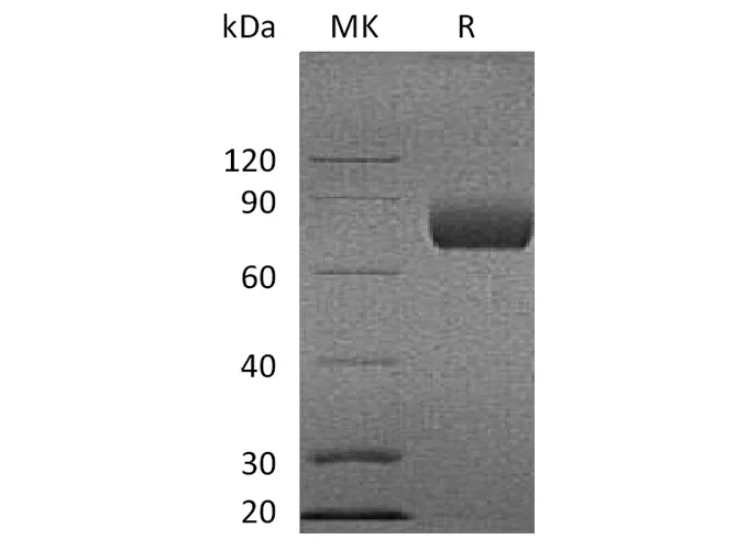 Recombinant Cynomolgus B7-1/CD80 Protein (Fc Tag) - image 1