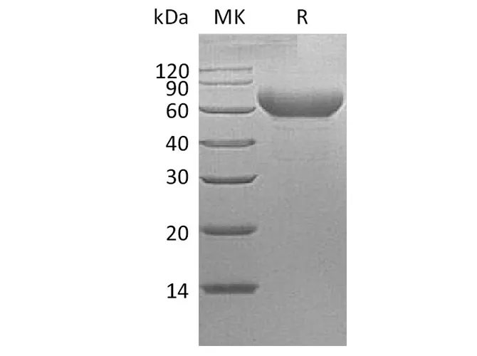 Recombinant Cynomolgus TIM-3/HAVCR2 Protein (Fc Tag) - image 1