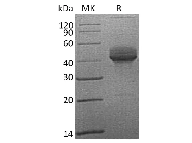 Recombinant Cynomolgus CD3e/CD3ε Protein (Fc Tag) - image 1