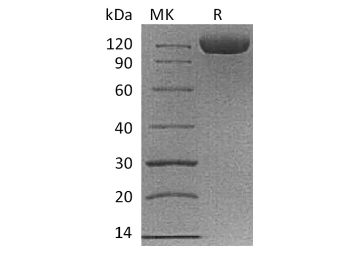 Recombinant Cynomolgus B7-H3/CD276 Protein (Fc Tag) - image 1